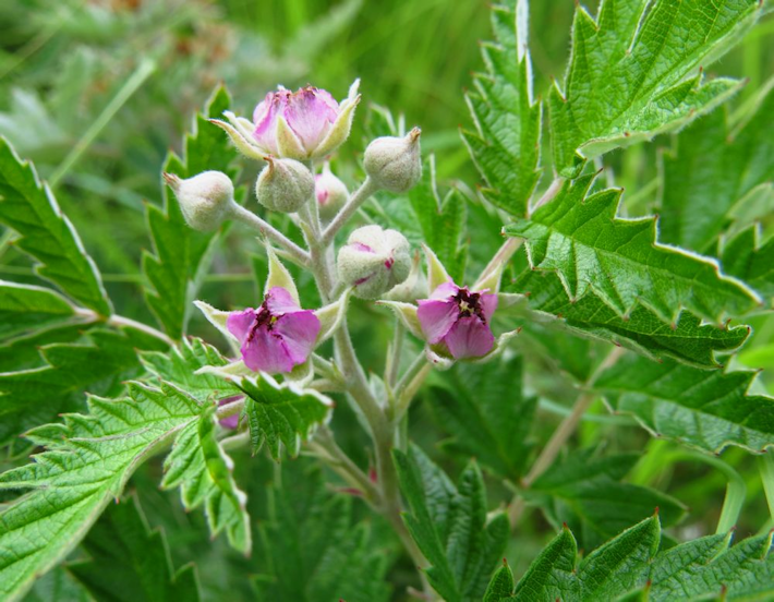 Rubus ludwigii